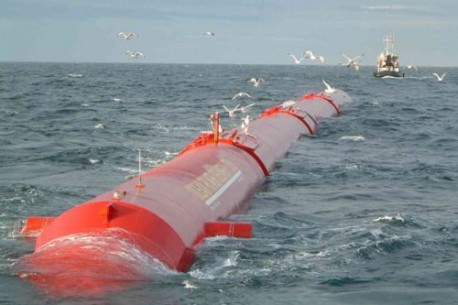 Pelamis Pelamis